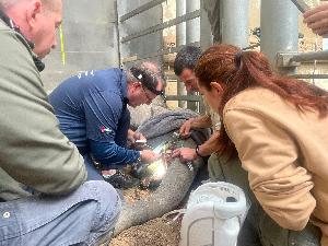 Zoo Leipzig: Internationaler Zahnarztbesuch bei Akito